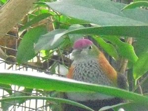 Stuttgart Zoo 007.JPG