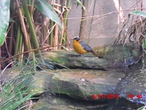 Stuttgart Zoo 009.JPG