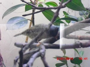 Stuttgart Zoo 011.JPG