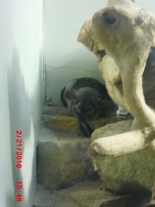 Stuttgart Zoo 019.JPG