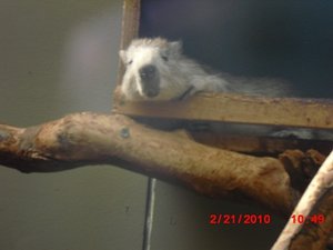 Stuttgart Zoo 026.JPG