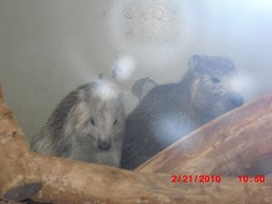 Stuttgart Zoo 027.JPG