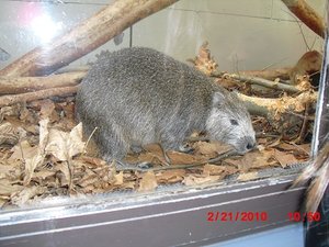 Stuttgart Zoo 029.JPG