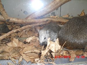 Stuttgart Zoo 030.JPG