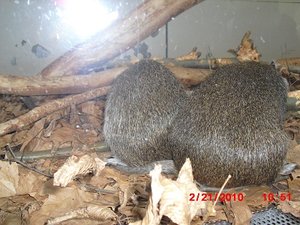 Stuttgart Zoo 031.JPG