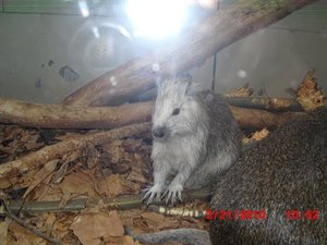 Stuttgart Zoo 033.JPG