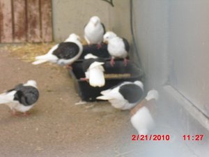 Stuttgart Zoo 042.JPG