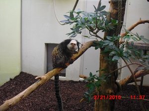 Stuttgart Zoo 048.JPG