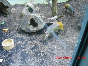 Stuttgart Zoo 046.JPG