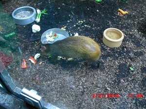 Stuttgart Zoo 047.JPG