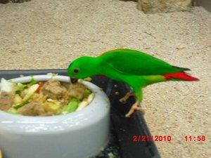 Stuttgart Zoo 051.JPG