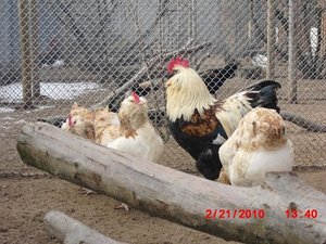 Stuttgart Zoo 066.JPG