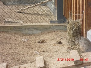 Stuttgart Zoo 067.JPG