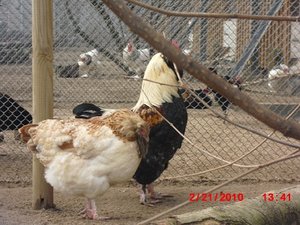 Stuttgart Zoo 068.JPG