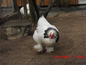 Stuttgart Zoo 072.JPG