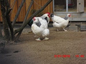 Stuttgart Zoo 073.JPG