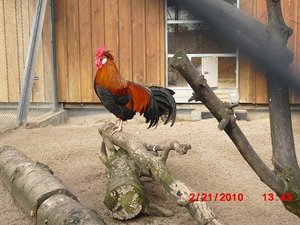 Stuttgart Zoo 074.JPG
