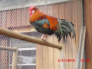 Stuttgart Zoo 076.JPG