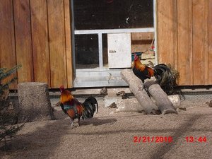 Stuttgart Zoo 079.JPG