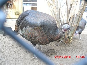 Stuttgart Zoo 082.JPG