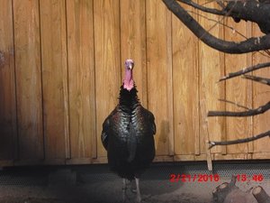 Stuttgart Zoo 083.JPG