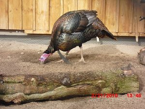 Stuttgart Zoo 085.JPG