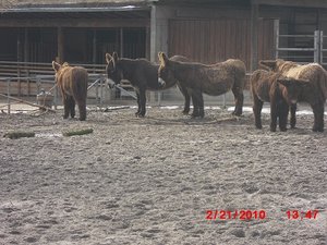 Stuttgart Zoo 087.JPG