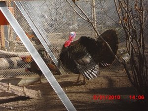 Stuttgart Zoo 090.JPG