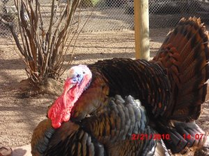 Stuttgart Zoo 093.JPG
