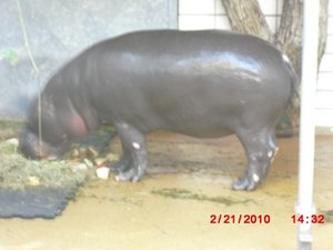 Stuttgart Zoo 100.JPG