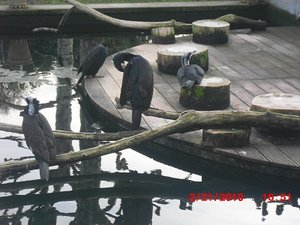 Stuttgart Zoo 121.JPG