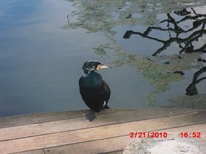 Stuttgart Zoo 124.JPG