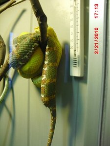 Stuttgart Zoo 132.JPG