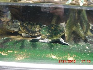 Stuttgart Zoo 135.JPG