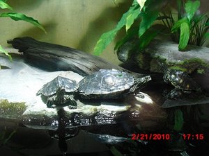 Stuttgart Zoo 136.JPG