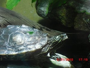 Stuttgart Zoo 137.JPG