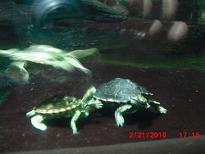 Stuttgart Zoo 139.JPG