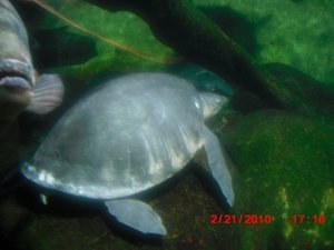 Stuttgart Zoo 142.JPG