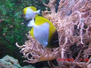 Stuttgart Zoo 154.JPG