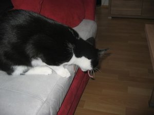 Merlin und Mogli 099.jpg