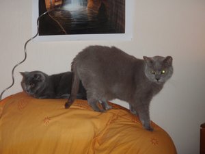 dicker RÃ¤uber.jpg