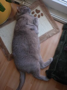 dicker RÃ¤uber 2.jpg