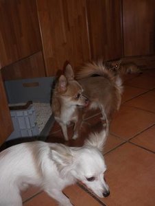 ginpo und fame tierforum.jpg