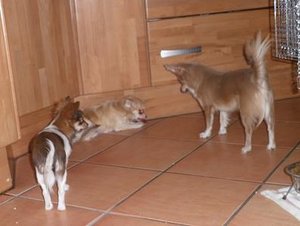 gino lilo und naomi.jpg