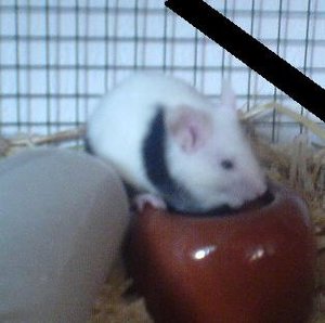 black white..trauer.JPG