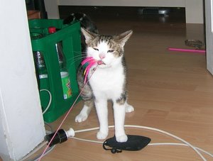 Mini-Felix mit Beute.JPG