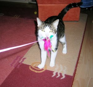 Mni-Felix mit Beute2.JPG