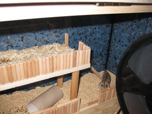 hamsterbackne 2.JPG