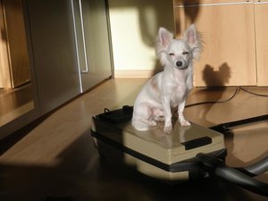 fame staubsauger.jpg