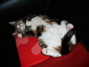 SANY6206 - Kopie.JPG